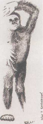 Известный рисунок останков гуманоида, возможно, потомка лемурийцев.